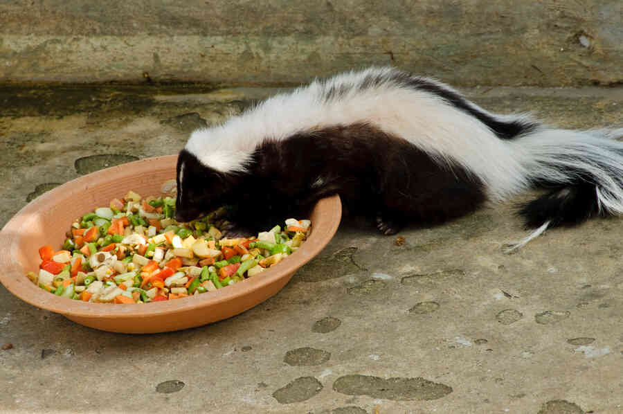 A skunk eating from a bowl