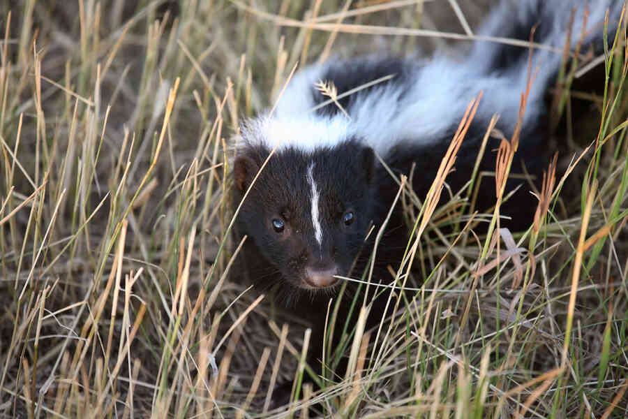 Skunk in long grass