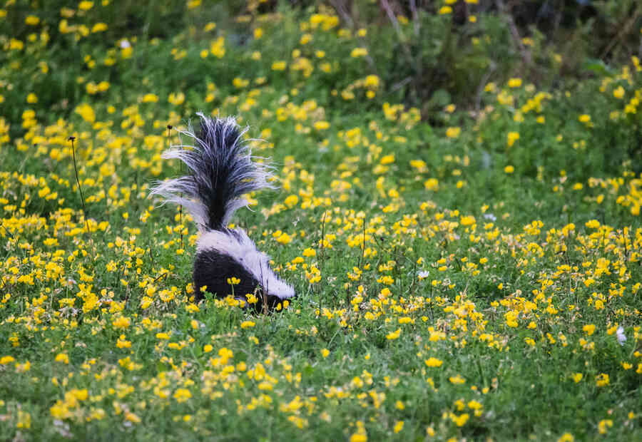 A skunk with its tail up